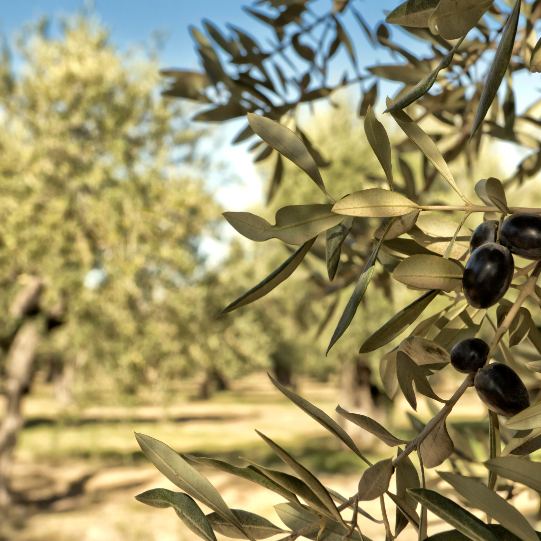 Olives in an olive grove